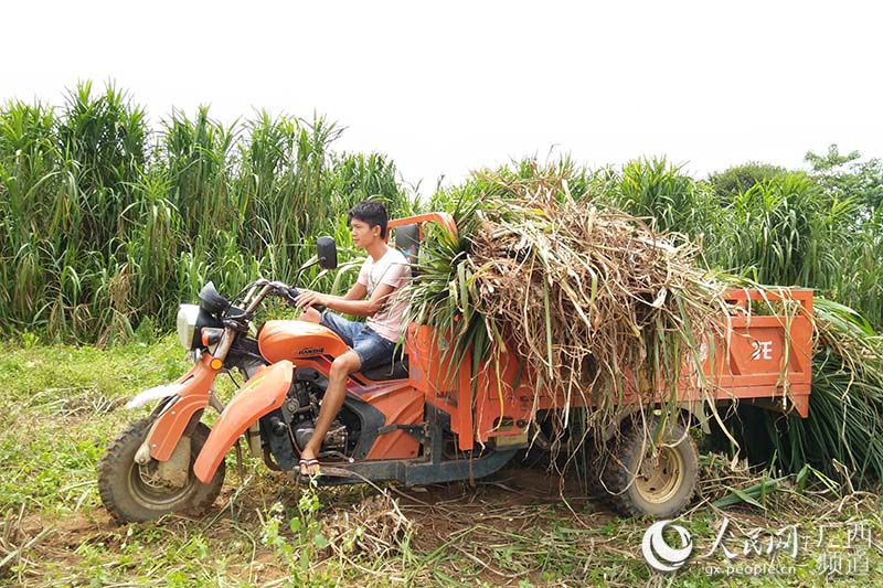 广西北海：合作社配个党支部 带领农民好致富